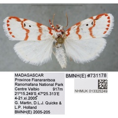 /filer/webapps/moths/media/images/L/lobata_Cyana_PTM_BMNH_01a.jpg