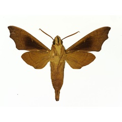 /filer/webapps/moths/media/images/A/angulosa_Temnora_AM_Basquinb.jpg