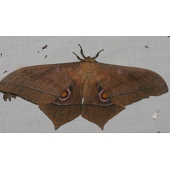 /filer/webapps/moths/media/images/E/epimethea_Imbrasia_A_Jorpeland.jpg
