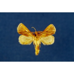 /filer/webapps/moths/media/images/T/thikaensis_Mountelgonia_HT_Lehmann.jpg