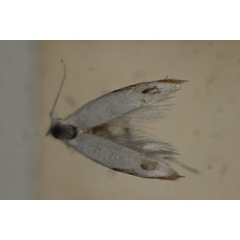 /filer/webapps/moths/media/images/C/coma_Leucoptera_A_BMNH.jpg