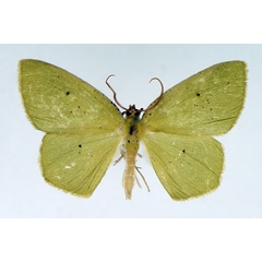 /filer/webapps/moths/media/images/C/conspersa_Chloroctenis_AM_TMSA.jpg