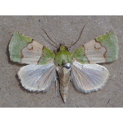 /filer/webapps/moths/media/images/P/phoenicochlora_Lophocrama_A_Butler.jpg