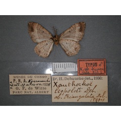 /filer/webapps/moths/media/images/T/triangulata_Xanthorhoe_HT_RMCA_02.jpg