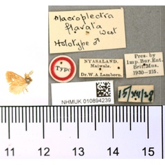 /filer/webapps/moths/media/images/F/flavata_Macroplectra_HT_BMNH.jpg