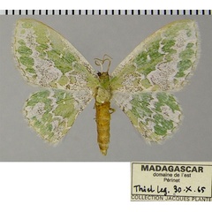 /filer/webapps/moths/media/images/V/viridalbata_Rhodesia_AF_ZSM.jpg