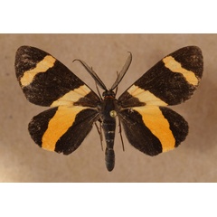 /filer/webapps/moths/media/images/N/neavei_Pitthea_A_Butler.jpg