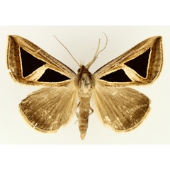 /filer/webapps/moths/media/images/M/mahura_Parachalciope_AM_TMSA_02.jpg