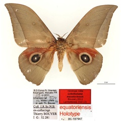 /filer/webapps/moths/media/images/E/equatoriensis_Lobobunaea_HT_RBINSa.jpg