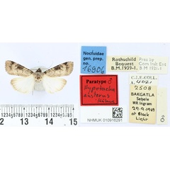 /filer/webapps/moths/media/images/A/austera_Hypotacha_PT_BMNH.jpg
