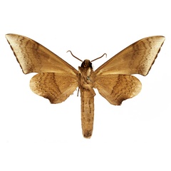 /filer/webapps/moths/media/images/S/serrator_Neopolyptychus_AM_Basquin_01b.jpg