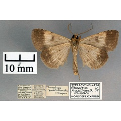 /filer/webapps/moths/media/images/P/punctilineata_Plecoptera_ST_OUMNH_02.jpg