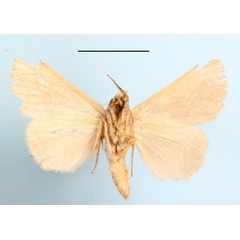 /filer/webapps/moths/media/images/G/geminilinea_Plecoptera_A_MGCLb_01.JPG