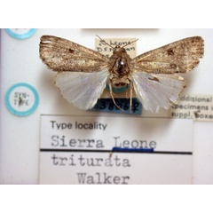 /filer/webapps/moths/media/images/T/triturata_Caradrina_ST_BMNH.jpg