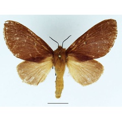 /filer/webapps/moths/media/images/T/tamatavae_Lamprantaugia_AF_Basquin.jpg