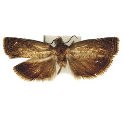/filer/webapps/moths/media/images/Y/yauondeae_Amabrana_HT_Bassi.jpg