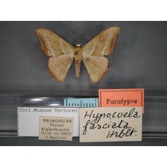 /filer/webapps/moths/media/images/F/fasciata_Hypocoela_PT_RMCA_01.jpg