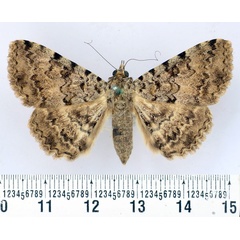 /filer/webapps/moths/media/images/S/sagulata_Beriodesma_AF_BMNH.jpg