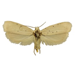 /filer/webapps/moths/media/images/O/octocentra_Yponomeuta_HT_TMSA.jpg