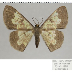 /filer/webapps/moths/media/images/L/latimargo_Zamarada_AF_ZSM.jpg