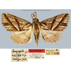 /filer/webapps/moths/media/images/F/fauvealis_Pangrapta_HT_MNHN.jpg