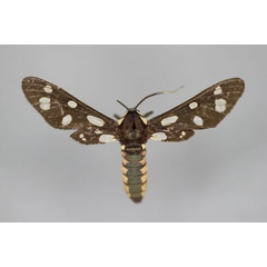 /filer/webapps/moths/media/images/L/lateralis_Amata_HT_BMNH.jpg