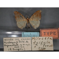 /filer/webapps/moths/media/images/F/falcula_Milocera_HT_RMCA_01.jpg