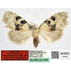 /filer/webapps/moths/media/images/P/pseudomelanoscelis_Nola_PT_NHMO_02.jpg