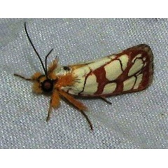 /filer/webapps/moths/media/images/A/amabilis_Crameria_A_Goff.jpg
