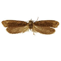 /filer/webapps/moths/media/images/G/gnophera_Yponomeuta_HT_BMNH.jpg