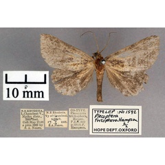 /filer/webapps/moths/media/images/T/trichophora_Plecoptera_PTM_OUMNH_01.jpg