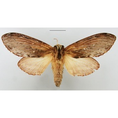 /filer/webapps/moths/media/images/T/truncatum_Braura_AF_TMSA.jpg