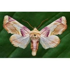 /filer/webapps/moths/media/images/O/operatrix_Colpocheilopteryx_AF_Butler.jpg