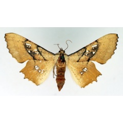 /filer/webapps/moths/media/images/D/dentataria_Coenina_AF_TMSA.jpg