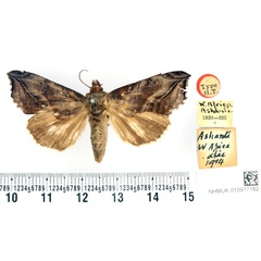 /filer/webapps/moths/media/images/C/cerne_Calpe_HT_BMNH.jpg