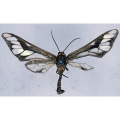 /filer/webapps/moths/media/images/P/phasma_Thyretes_HT_BMNH_01.jpg