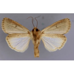 /filer/webapps/moths/media/images/C/cilium_Spodoptera_A_RMCA_04.jpg