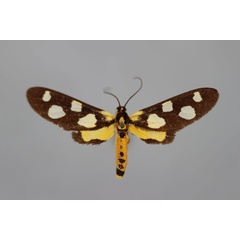 /filer/webapps/moths/media/images/M/minuta_Thyrosticta_A_BMNH.jpg