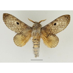 /filer/webapps/moths/media/images/M/meridionalis_Gastroplakaeis_AM_Basquin_01.jpg
