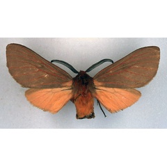 /filer/webapps/moths/media/images/K/kelleni_Metarctia_AM_BMNH_01.jpg