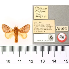 /filer/webapps/moths/media/images/D/diachrysa_Chrysamma_HT_BMNH.jpg