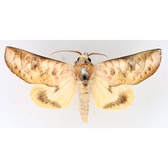 /filer/webapps/moths/media/images/S/sittaca_Hemiceratoides_AF_TMSA.jpg