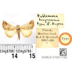 /filer/webapps/moths/media/images/T/trigramma_Eublemma_HT_BMNH.jpg