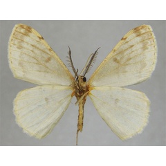/filer/webapps/moths/media/images/P/plantei_Zeuctoboarmia_HT_ZSMb.jpg