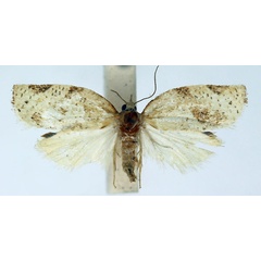 /filer/webapps/moths/media/images/M/mariepskopa_Procrica_PT_ISEA_02.jpg