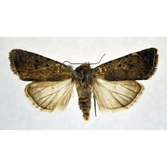 /filer/webapps/moths/media/images/D/dissimulata_Caradrina_A_NHMO_01.jpg