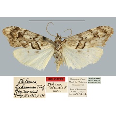 /filer/webapps/moths/media/images/L/lichenaria_Philenora_HT_MNHN.jpg