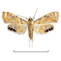 /filer/webapps/moths/media/images/T/tripunctalis_Eoophyla_AF_BMNH.jpg