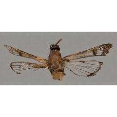 /filer/webapps/moths/media/images/M/mesochoriformis_Aegeria_HT_OUMNH_01.jpg