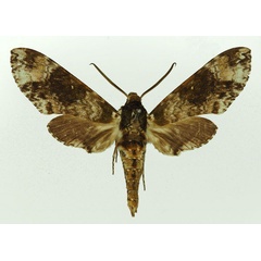 /filer/webapps/moths/media/images/W/wintgensi_Poliana_AM_Basquin.jpg